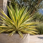 Juka nádherná (Yucca gloriosa) ´CITRUS TWIST´® - výška 10 cm ⌀15-25 cm, kont. C2L (-20°C)